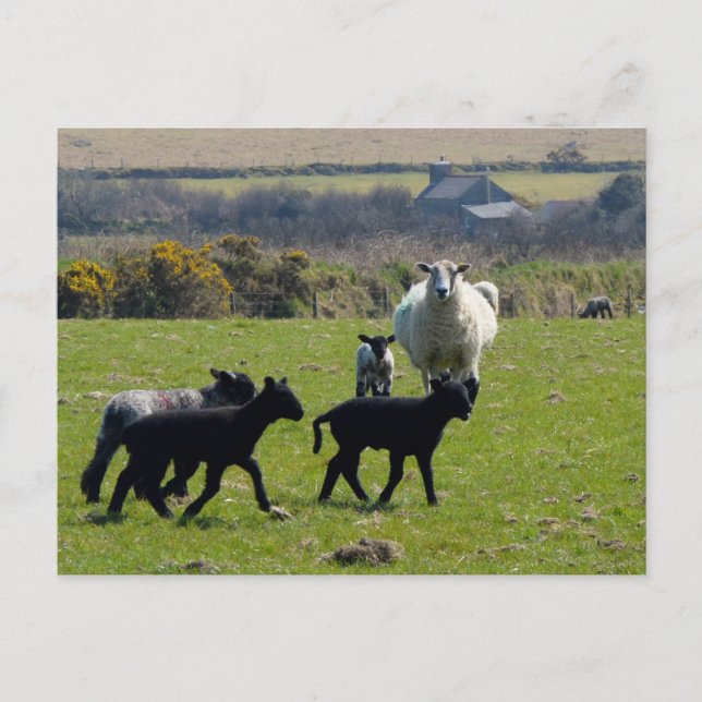 Postal Oveja Lambs Bodmin Moor Cornwall Inglaterra (Anverso)