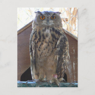 Postal Oveja mirando fijamente