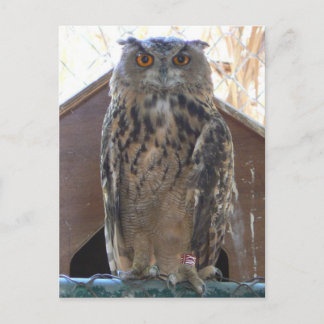 Postal Oveja mirando fijamente