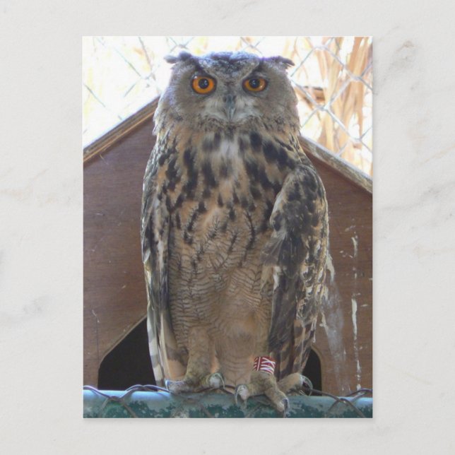 Postal Oveja mirando fijamente (Anverso)