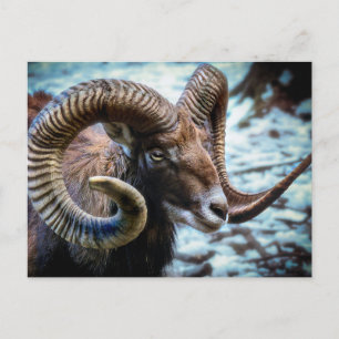 Postal Oveja Mouflon