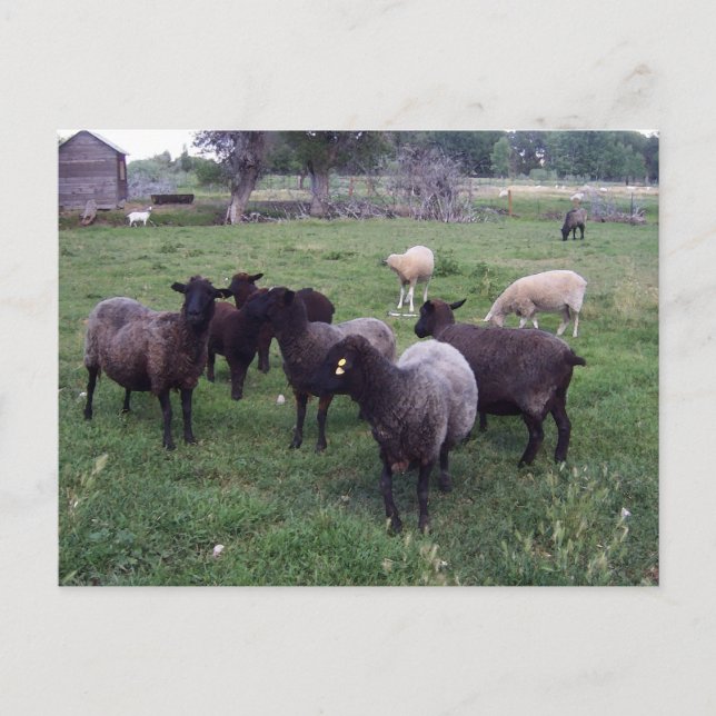 Postal Oveja negra (Anverso)