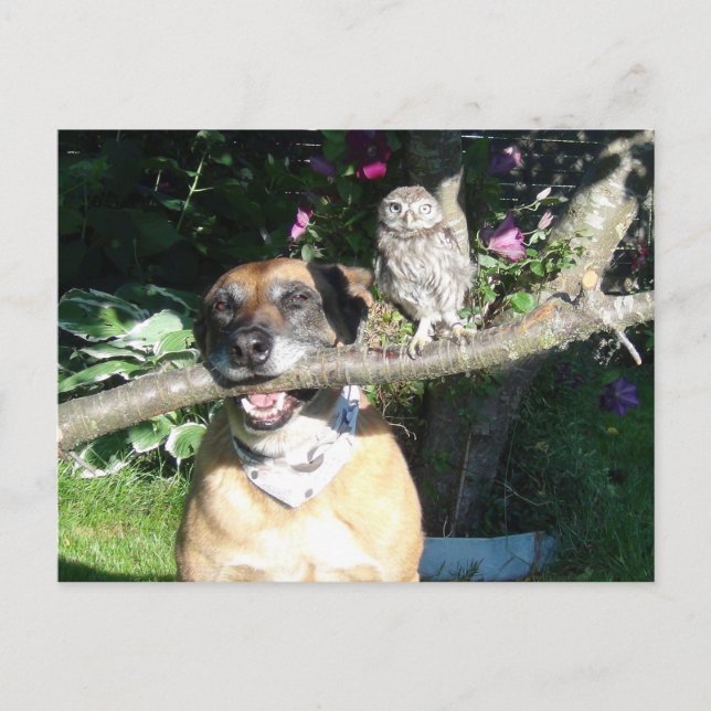 Postal Oveja pequeña y perro grande (Anverso)