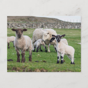 Postal Oveja Shetland