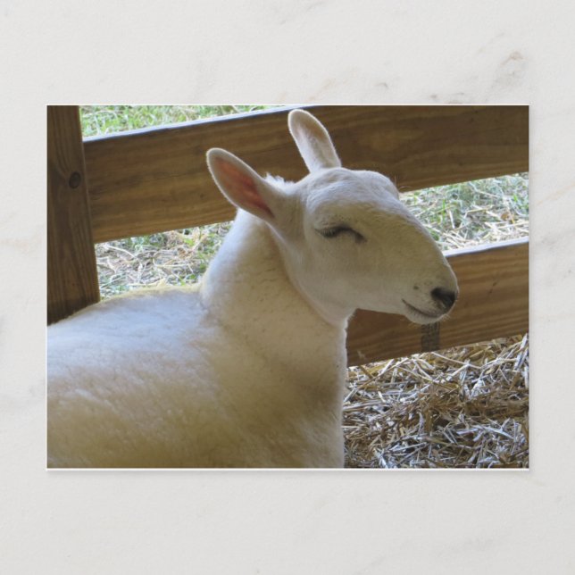 Postal Oveja sonriente (Anverso)