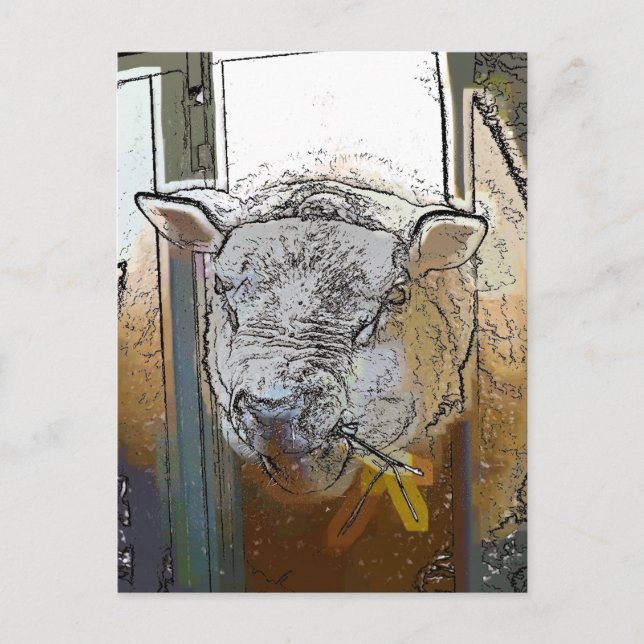 POSTAL OVEJAS (Anverso)