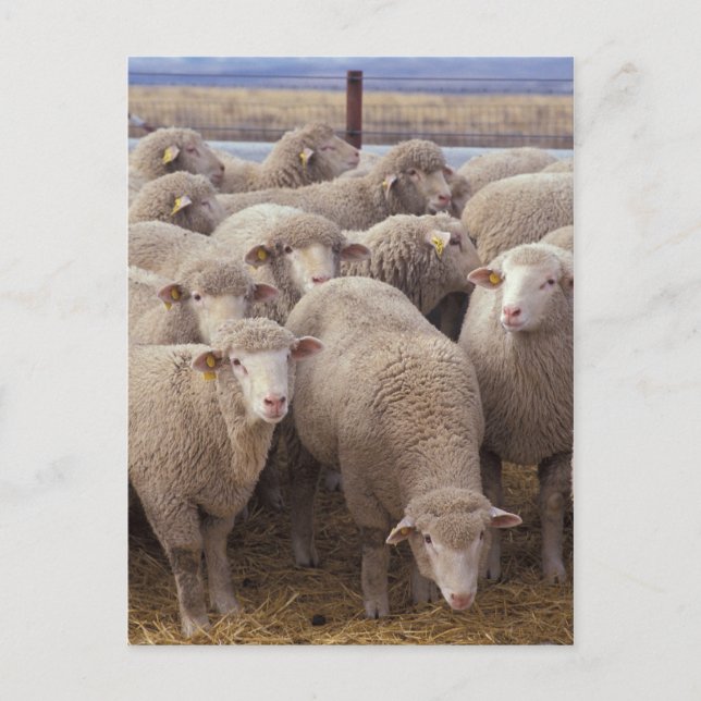 Postal Ovejas (Anverso)