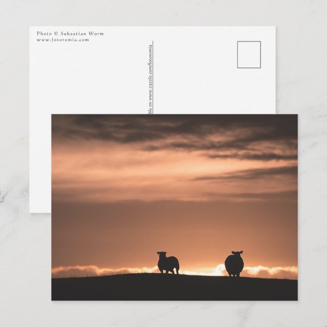 Postal Ovejas al atardecer en Lofoten (Anverso / Reverso)