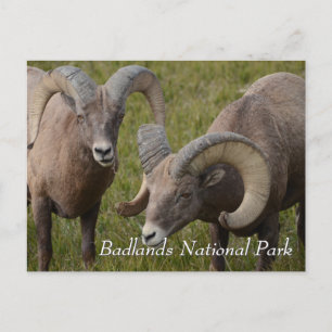 Postal Ovejas bighornias en el parque nacional de las tie