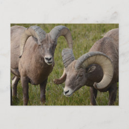 Postal Ovejas bosnias en el parque nacional de Badlands