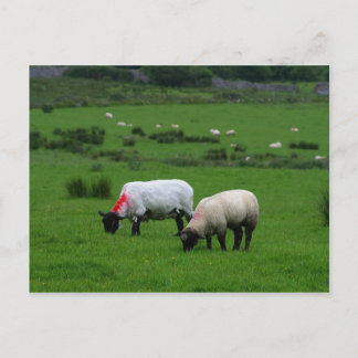 Postal Ovejas cerca de Deerpark Ireland