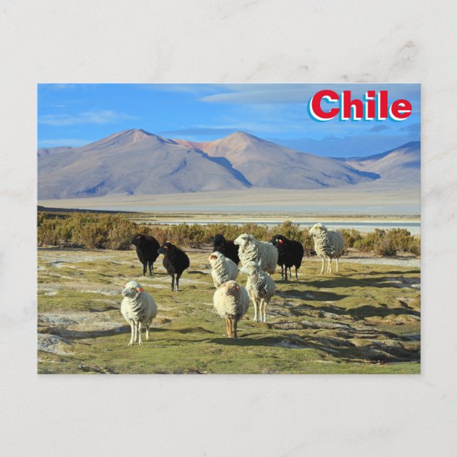 Postal Ovejas chilenas (Anverso)