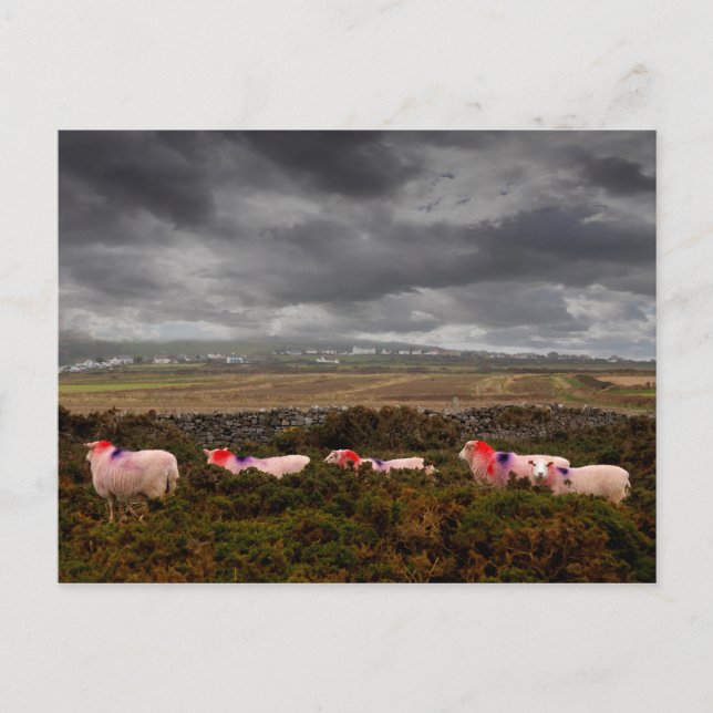 Postal Ovejas coloreadas (Anverso)