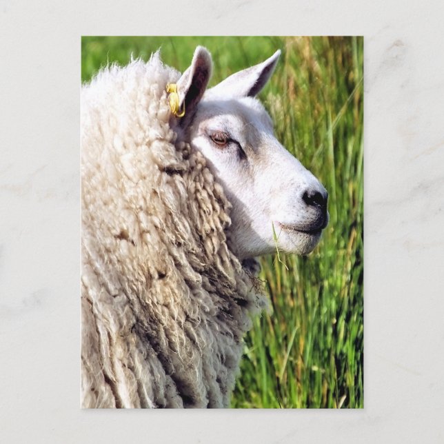 POSTAL OVEJAS CUIDADAS (Anverso)