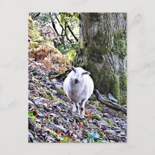 POSTAL OVEJAS CUIDADAS