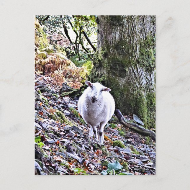 POSTAL OVEJAS CUIDADAS (Anverso)