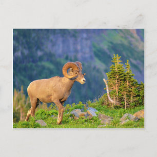 Postal Ovejas de Bighorn