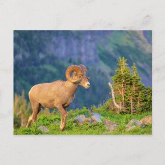 Postal Ovejas de Bighorn