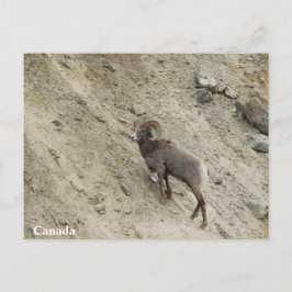 Postal Ovejas de Bighorn en una colina