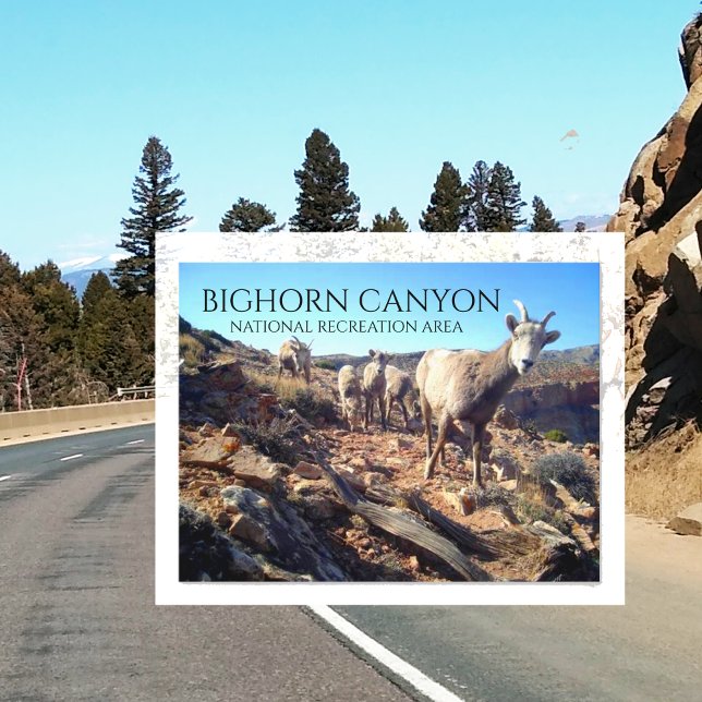 Postal Ovejas de BIghorn y cañón joven de BIghorn (Subido por el creador)