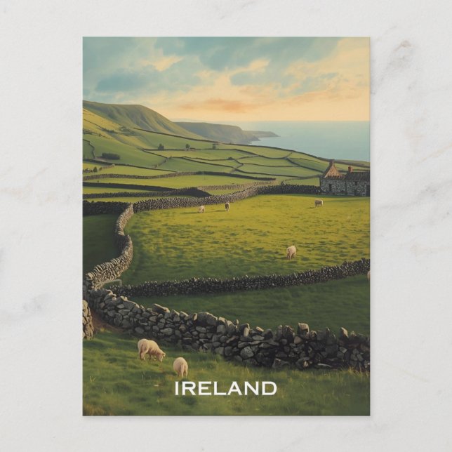 Postal Ovejas de Irlanda (Anverso)