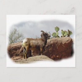 Postal Ovejas de montaña del desierto