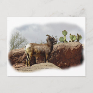 Postal Ovejas de montaña del desierto