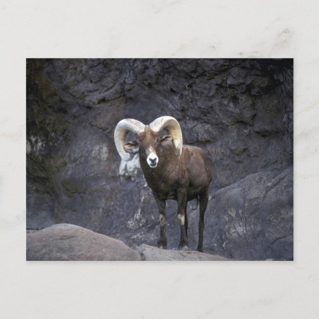 Postal Ovejas del bighorn del desierto (Nariz adulto) (Anverso)