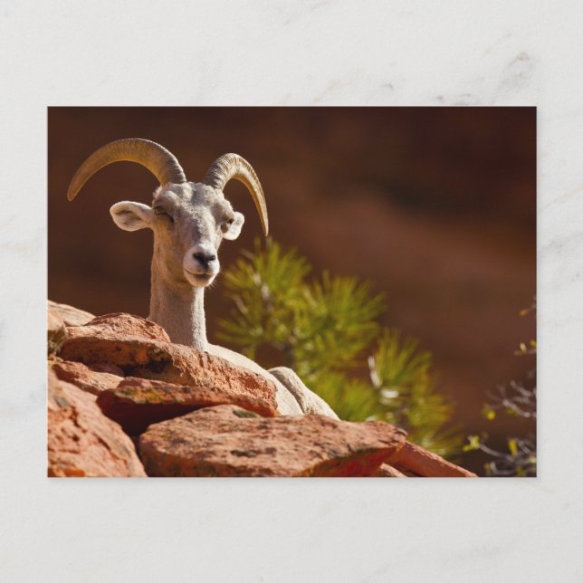 Postal Ovejas del Bighorn del desierto (Ovis canadensis n (Anverso)