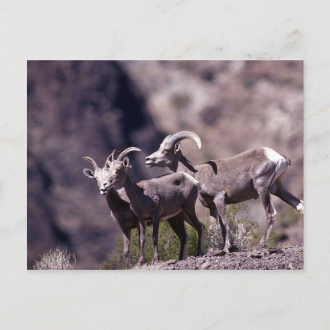 Postal Ovejas del bighorn del desierto (Pequeño grupo) (Anverso)