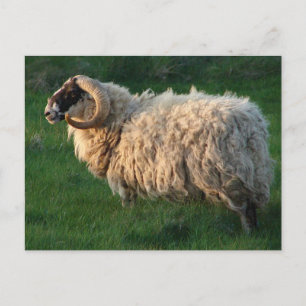 Postal Ovejas del Blackface, isla de Lewis, Hebrides