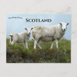 Postal Ovejas en la Isla de Skye Escocia