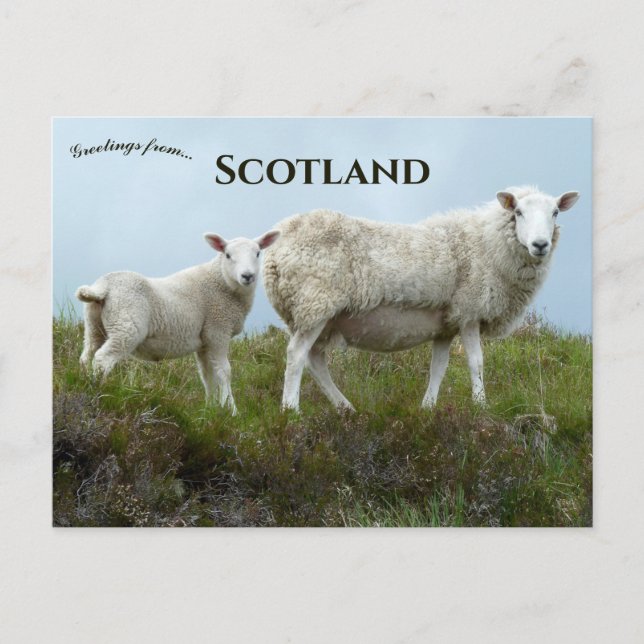 Postal Ovejas en la Isla de Skye Escocia (Anverso)