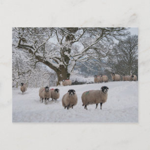 Postal Ovejas en la nieve
