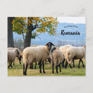 Postal Ovejas en Rumania rural