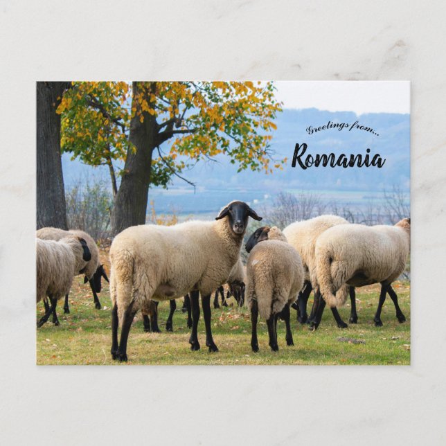 Postal Ovejas en Rumania rural (Anverso)