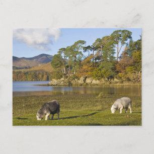 Postal Ovejas Herdwick en Friars Crag, Derwentwater, 2