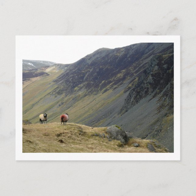 Postal Ovejas Swaledale: Paso Honister, Cumbria (Anverso)