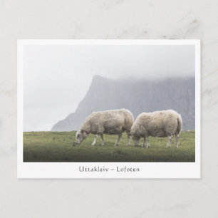Postal Ovejas Uttakleiv Islas Lofoten