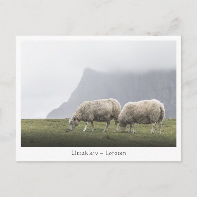 Postal Ovejas Uttakleiv Islas Lofoten (Anverso)