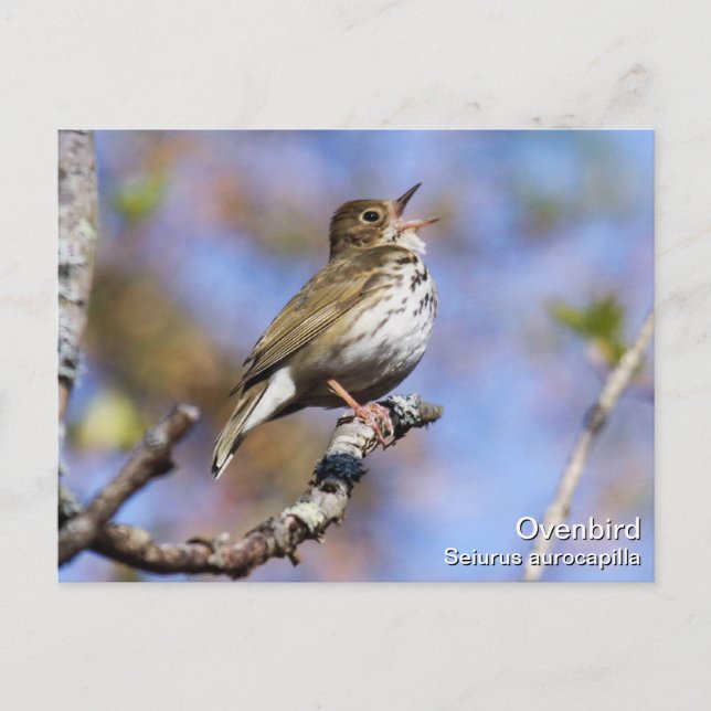 Postal Ovenbird (Anverso)