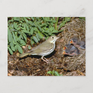 Postal Ovenbird con jóvenes