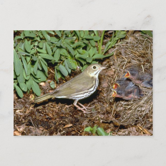 Postal Ovenbird con jóvenes (Anverso)