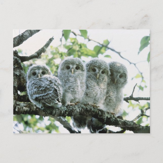 Postal Ovetos Urales. Ikeda-machi, Hokkaido, Japón (Anverso)