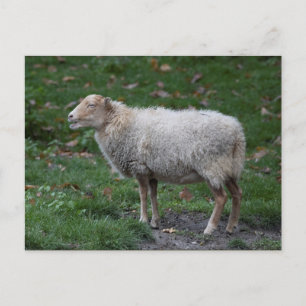 Postal Ovis aries