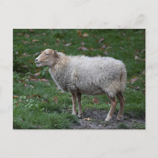 Postal Ovis aries (Anverso)