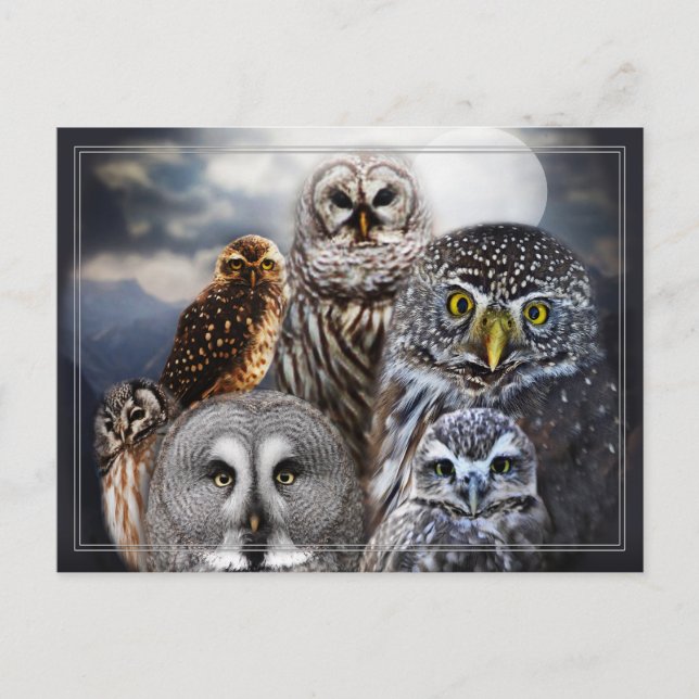 Postal Owl Collage (Anverso)