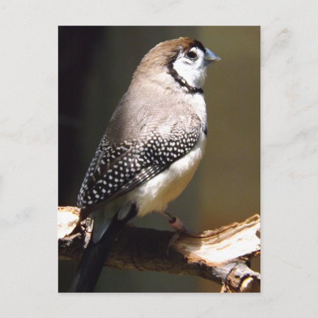 Postal Owl Face Finch (Anverso)