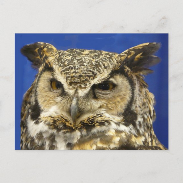 Postal OWL - Foto de la cara de la gran lechuza (Anverso)