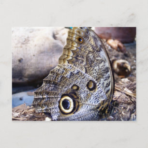 Postal Owl Moth